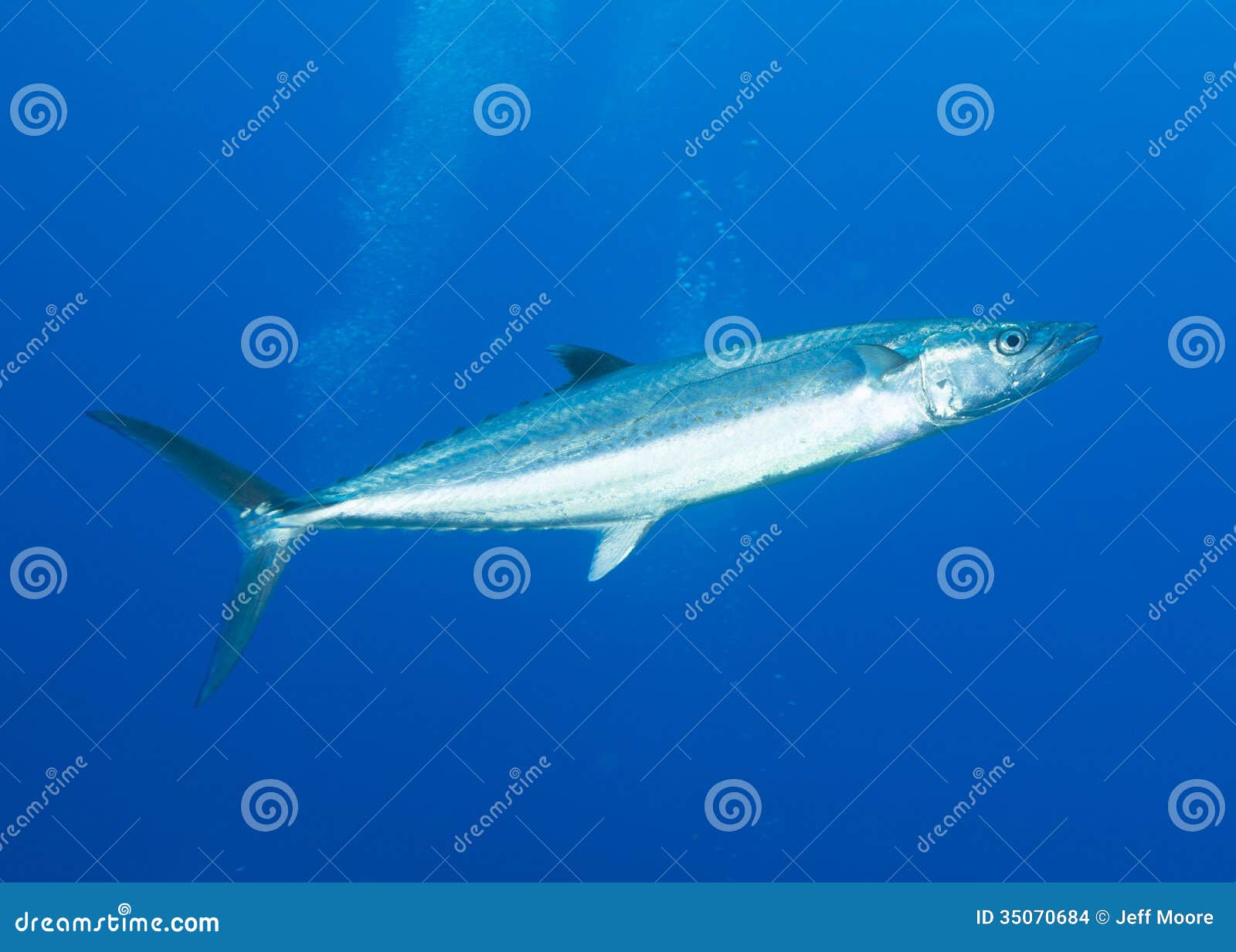 cero mackerel