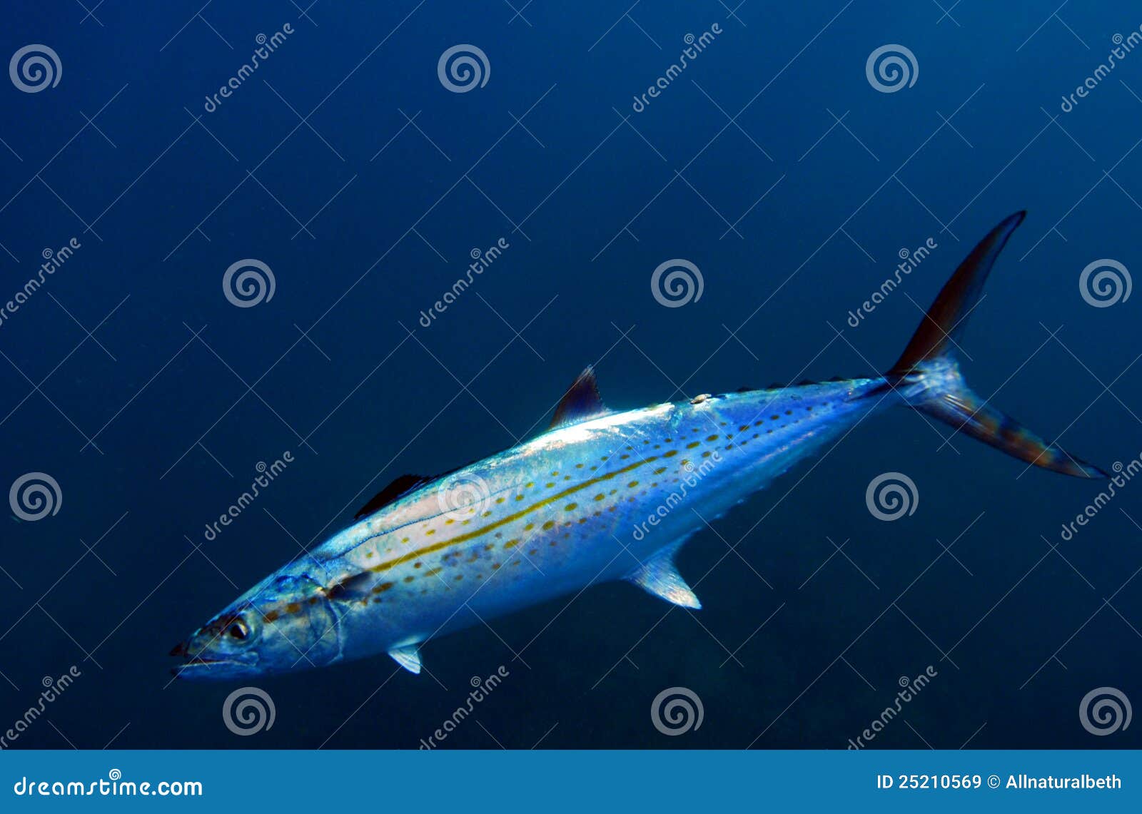 cero mackerel fish