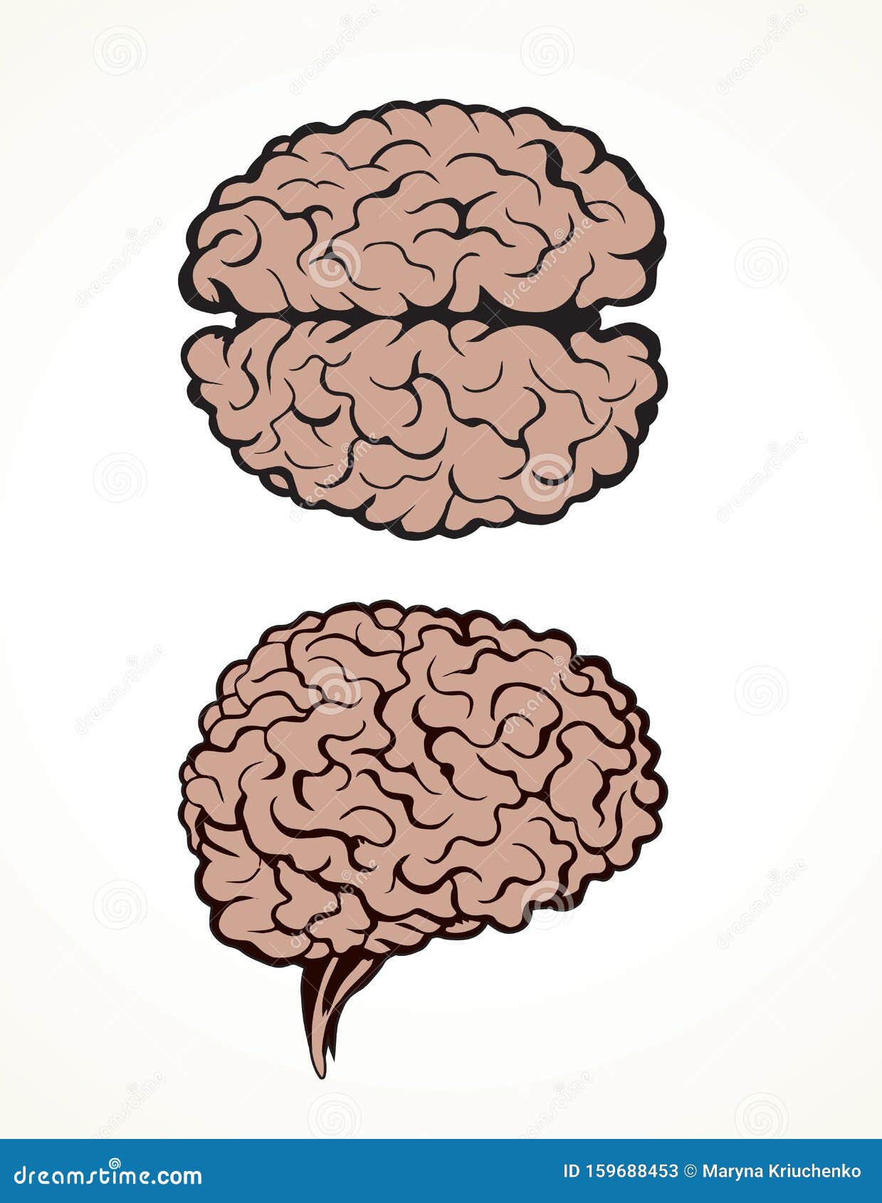 Cerveau Dessin Vectoriel Illustration De Vecteur Illustration Du Humain