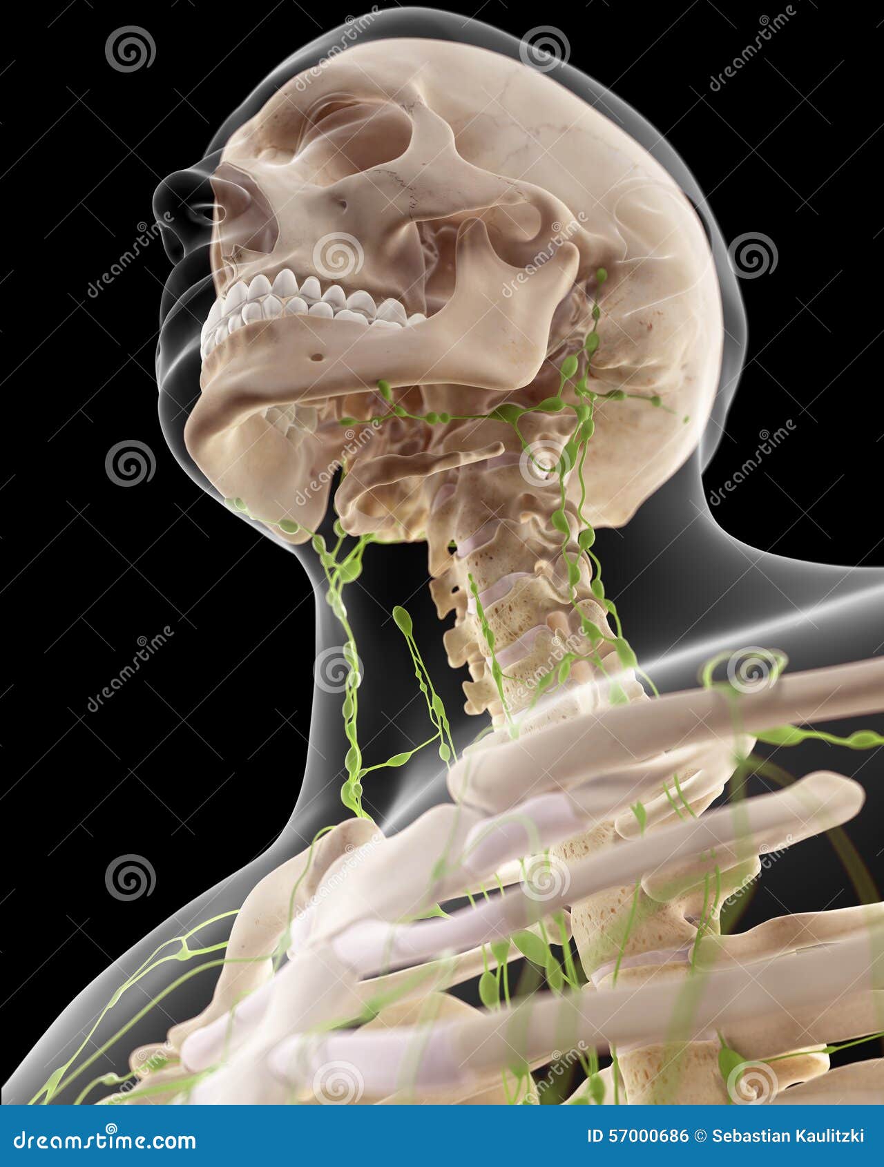 The Cervical Lymph Nodes Stock Illustration Illustration Of Vertebrae