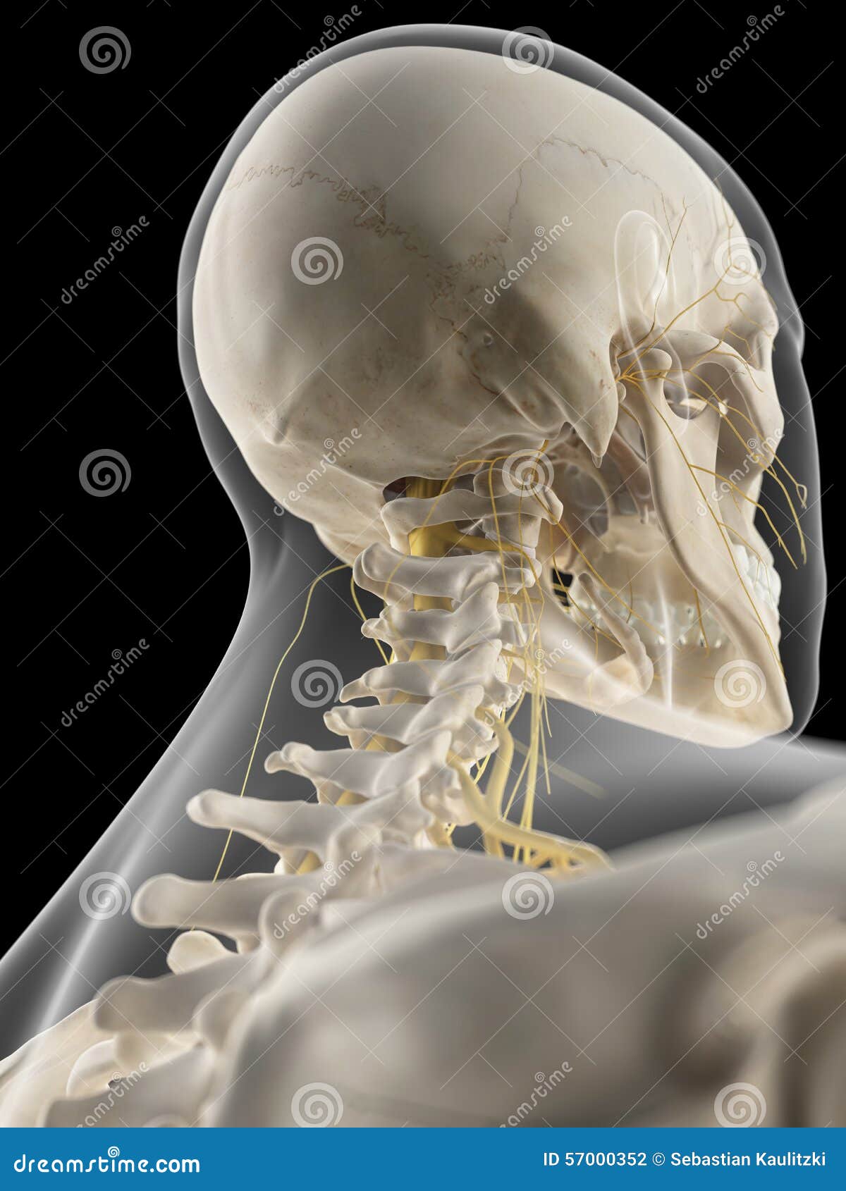 The cervical nerves stock illustration. Illustration of nerves - 57000352