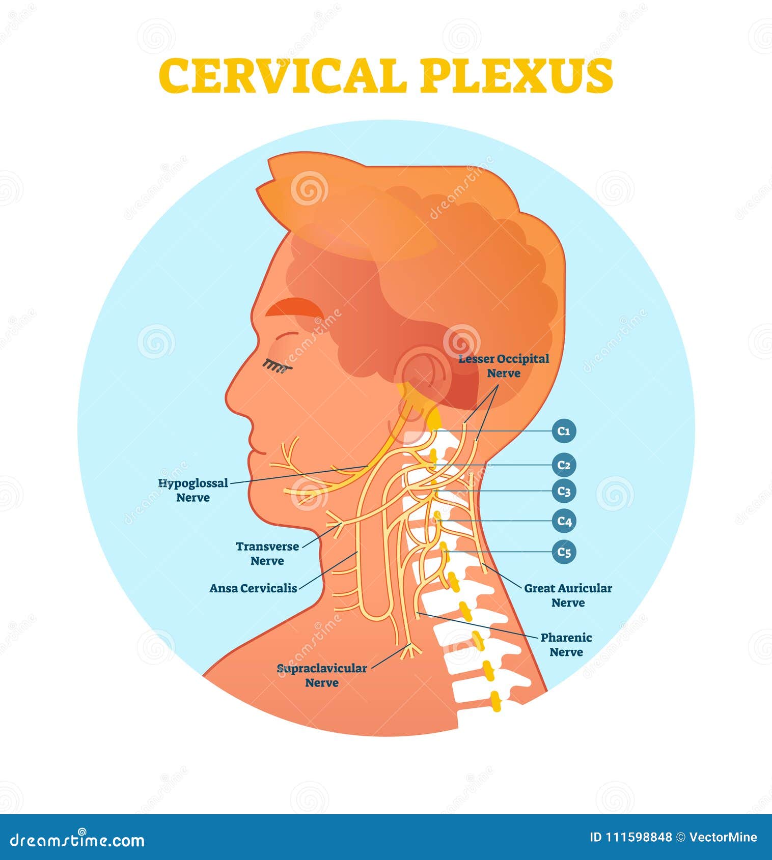 Cervical Plexus Anatomical Nerve Diagram Vector Illustration Scheme