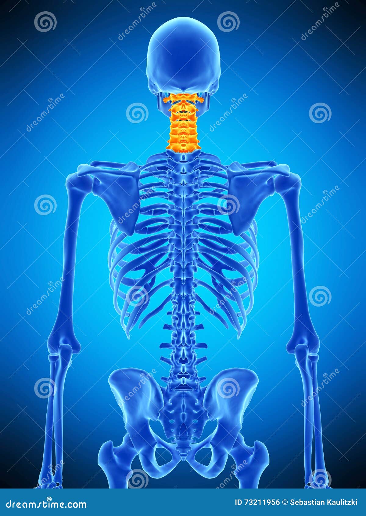 Cervical Spine With Ligament, Blood Vessels And Nerves Lateral View