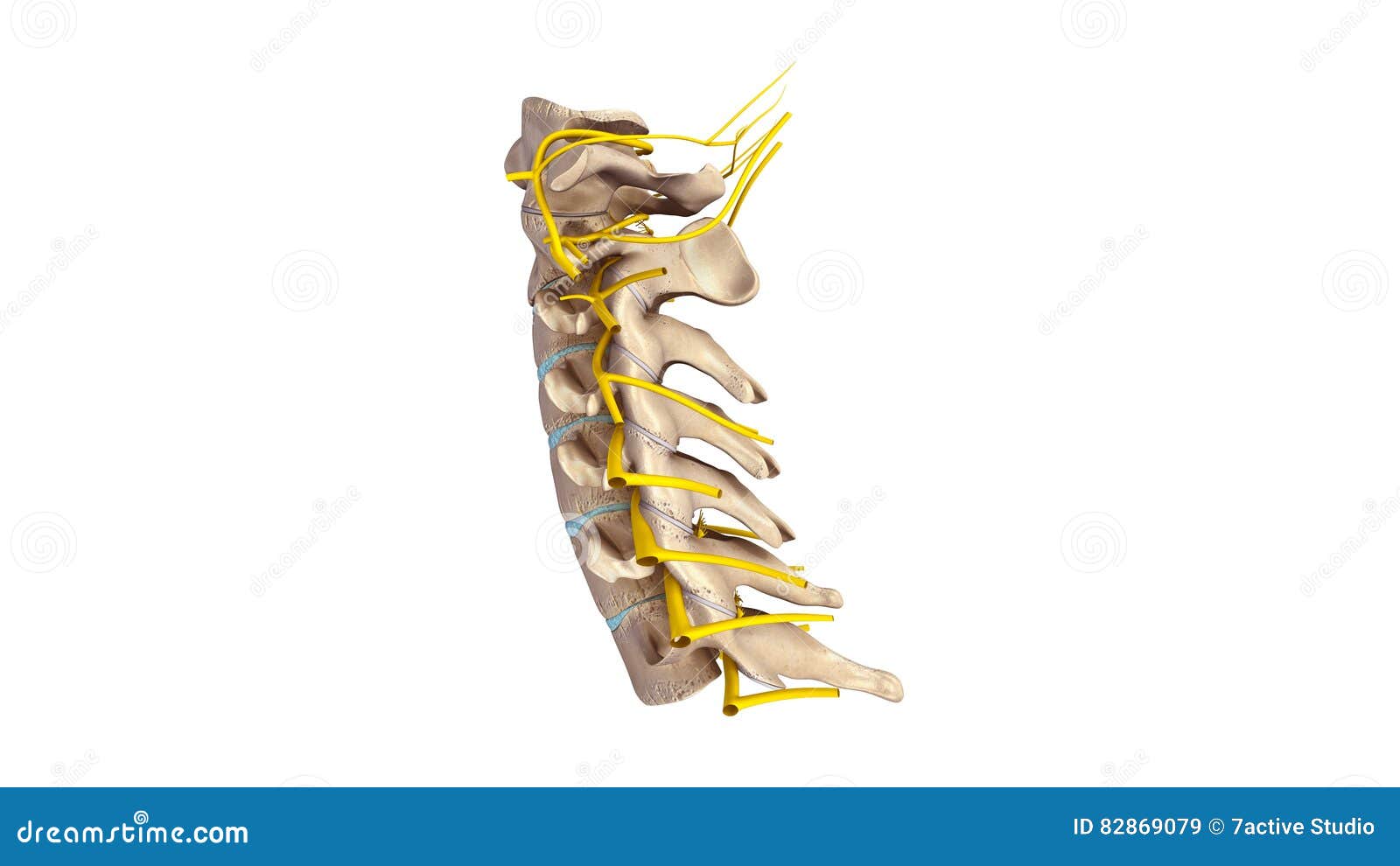 cervical spine with nerves lateral view