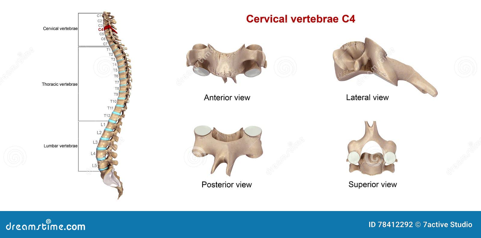 cervical vertebrae c4