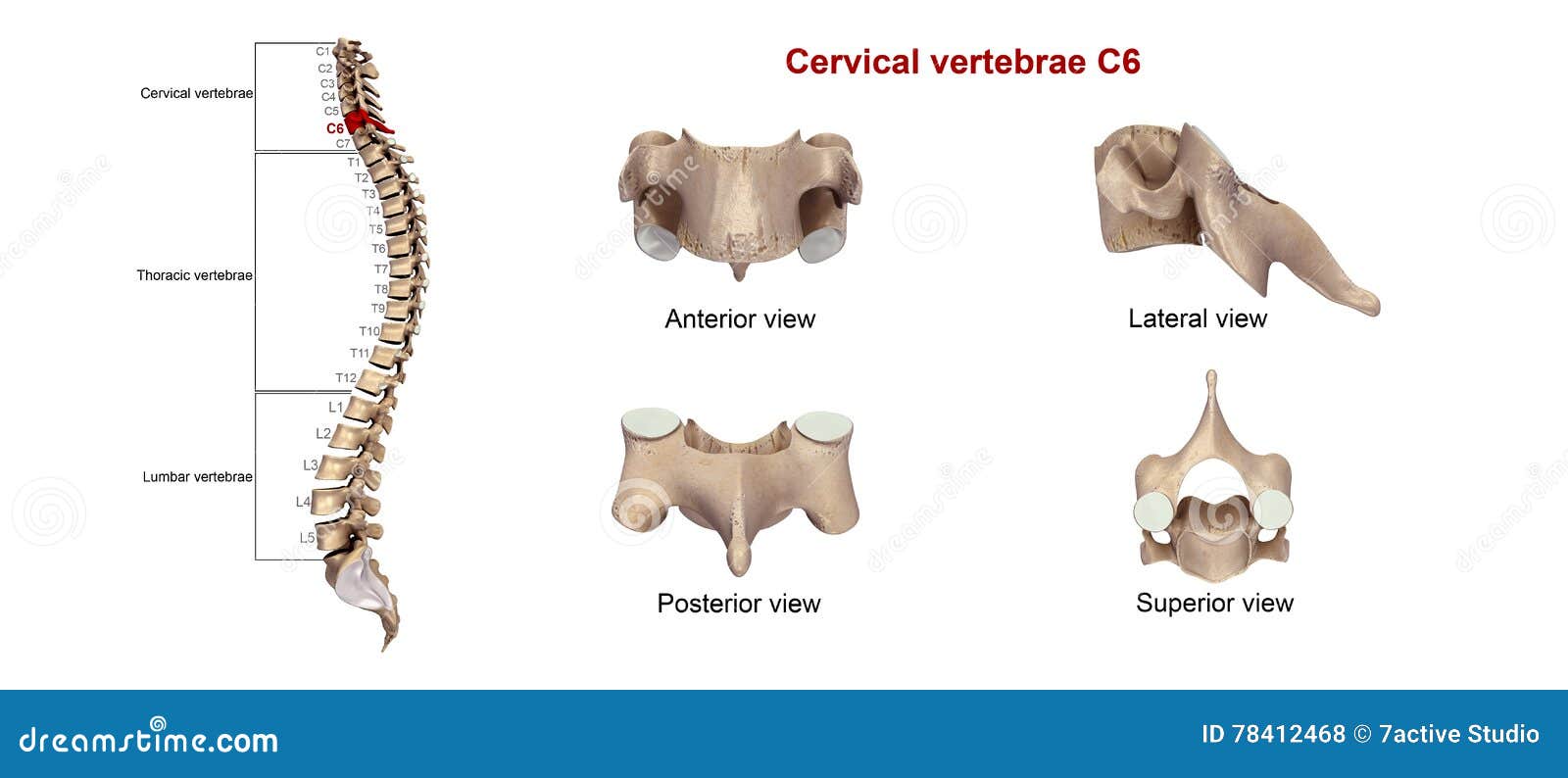 cervical vertebrae c6