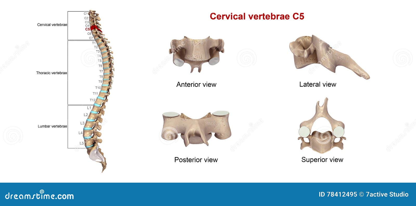 cervical vertebrae c5