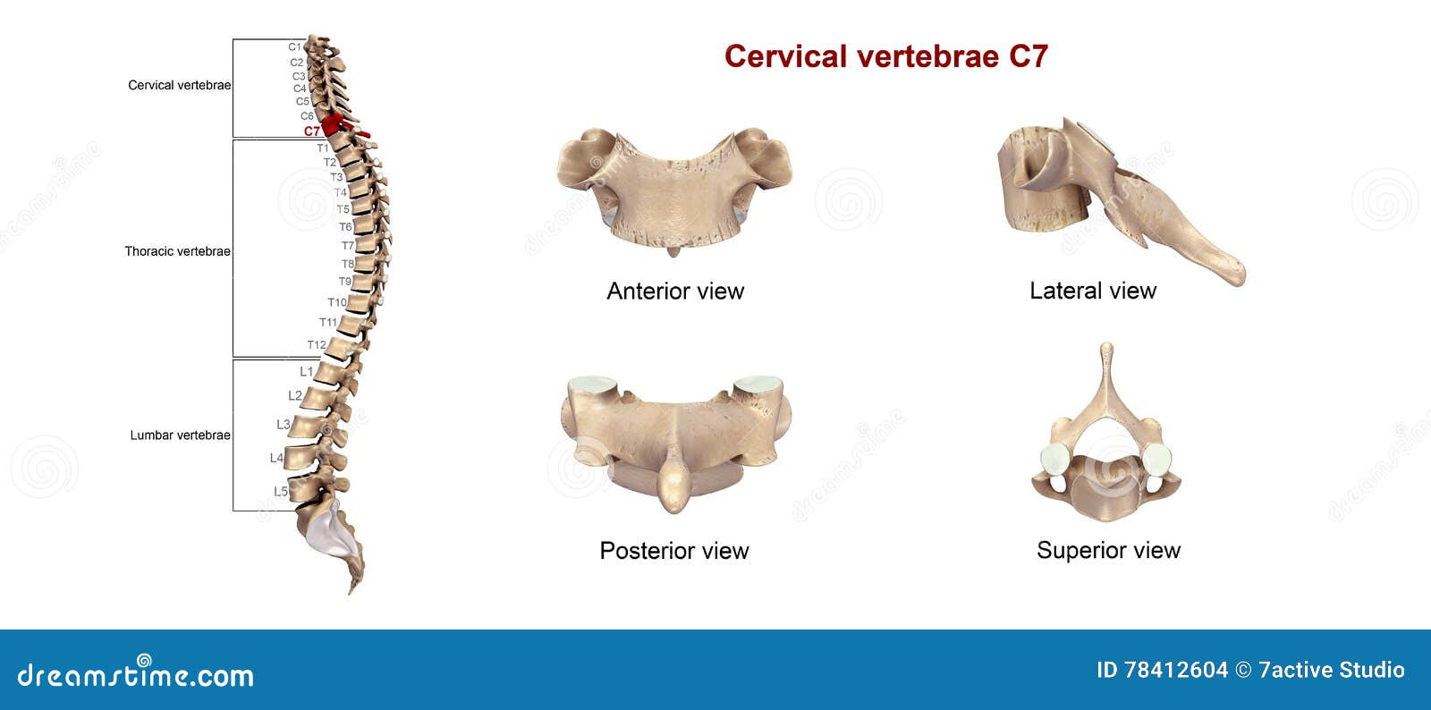 Cervical Vertebrae C7 Stock Illustration Illustration Of Bony 78412604