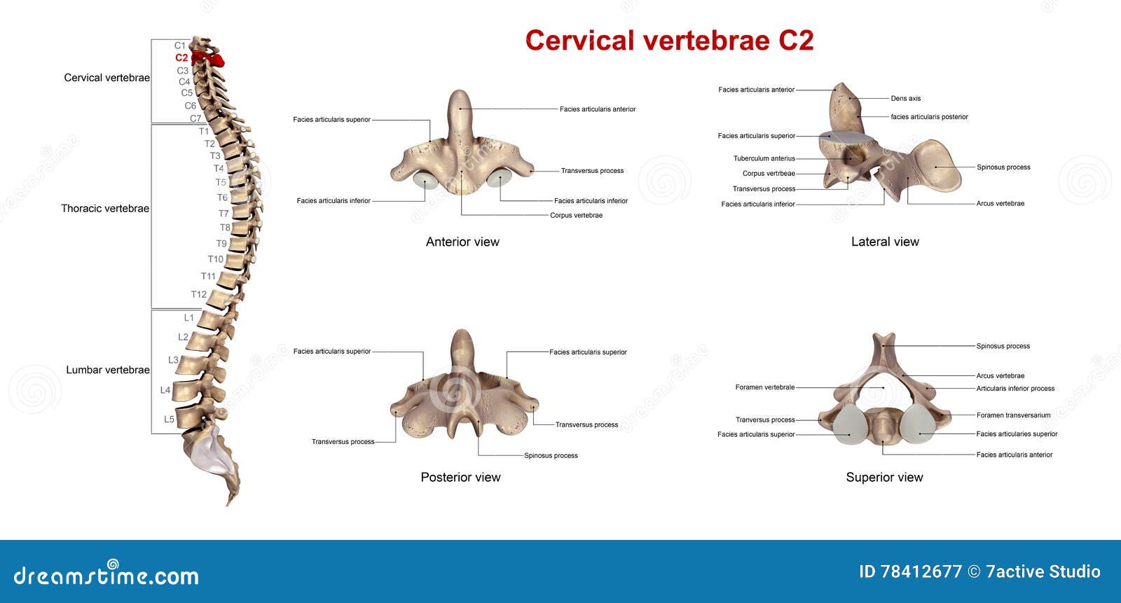 Cervical Vertebrae C2 stock illustration. Illustration of backbone