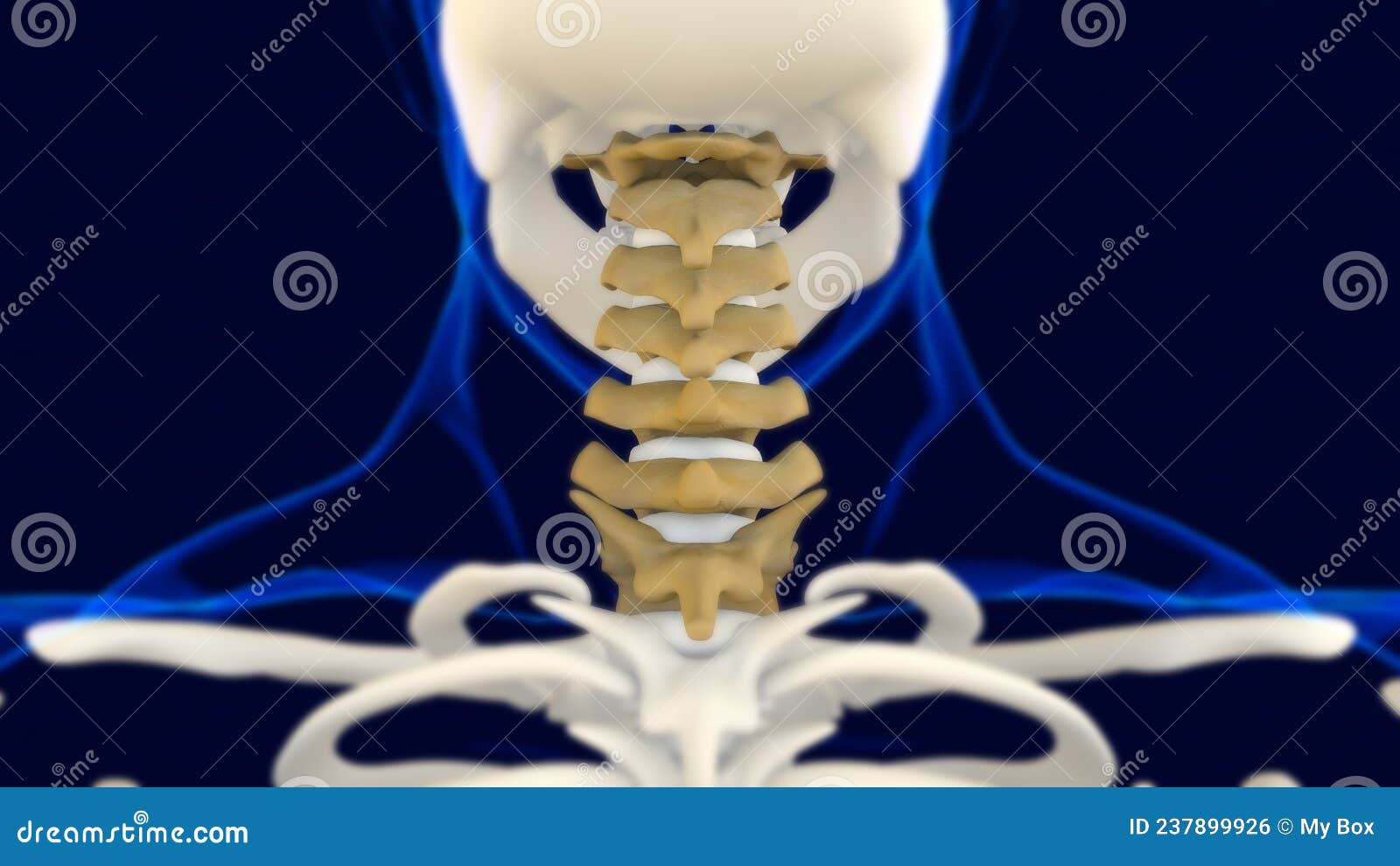 Cervical Vertebrae Human Skeleton Vertebral Column Anatomy for Medical ...