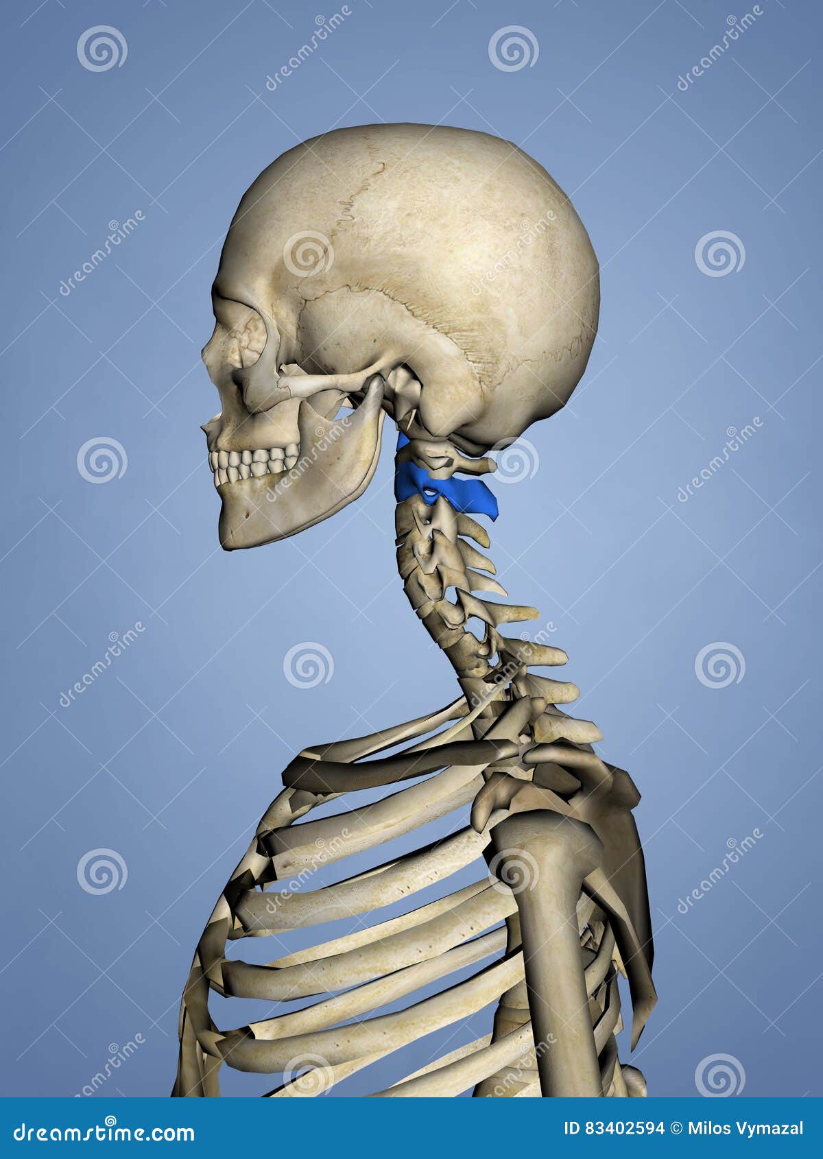 Cervical Vertebrae M Skel C2 L 1 3d Model Stock Illustration Illustration Of Anatomy Body 83402594