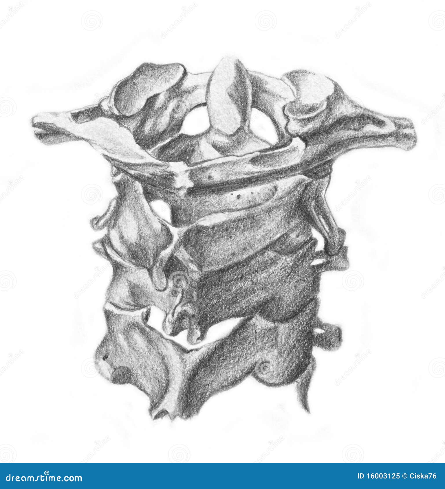 Cervical Vertebrae Vector Illustration Scheme With Skull And C1 Atlas