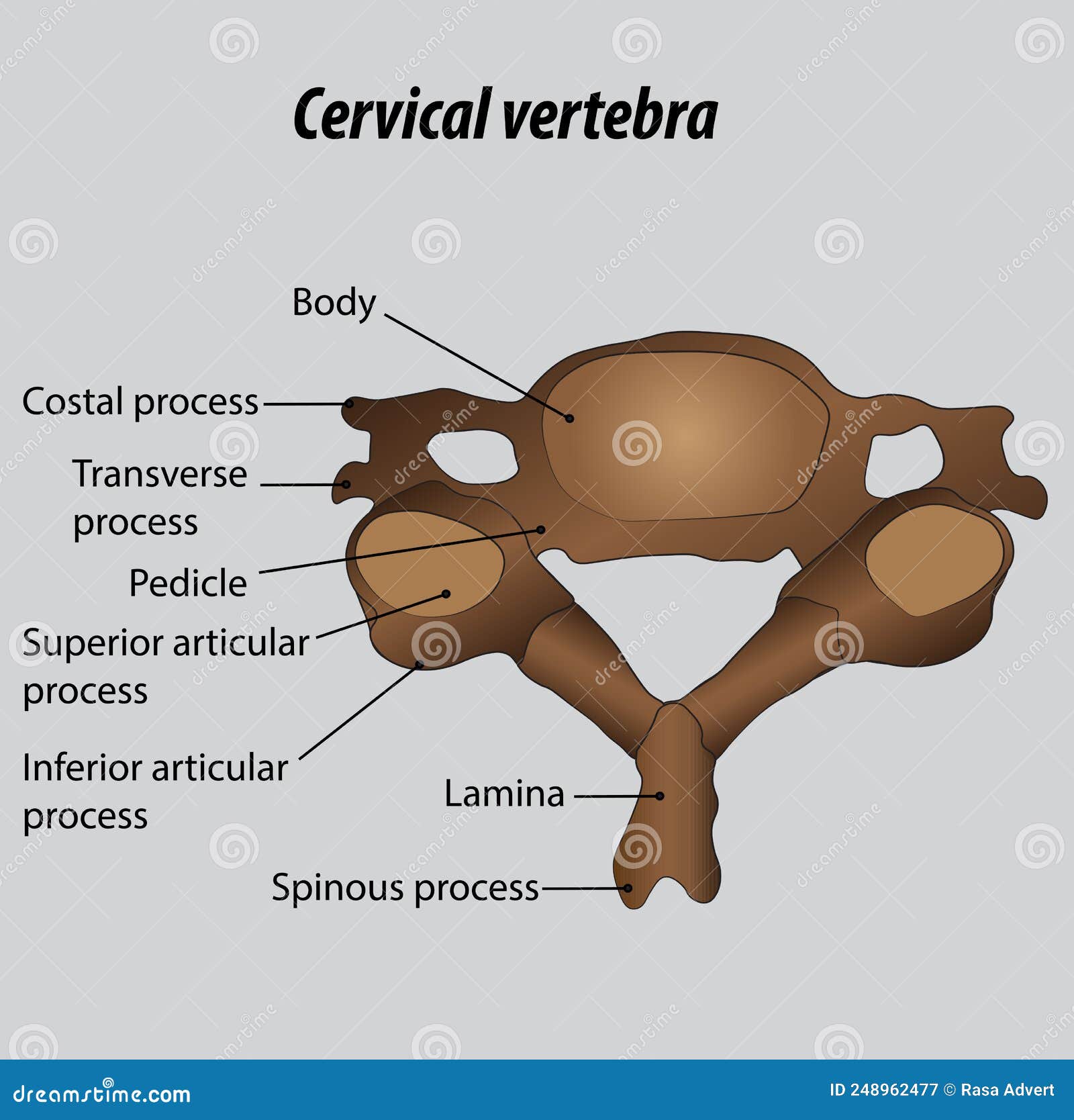 Cervical Vertebrae Labeled