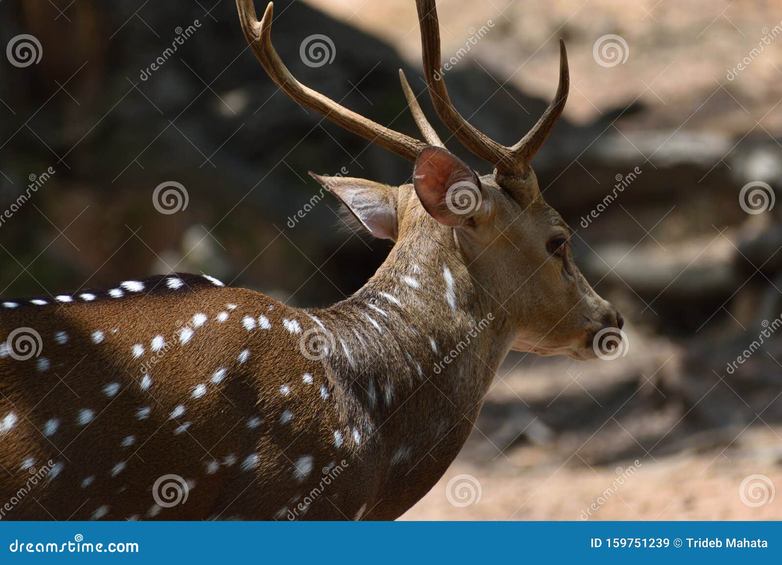 Deer Muschi