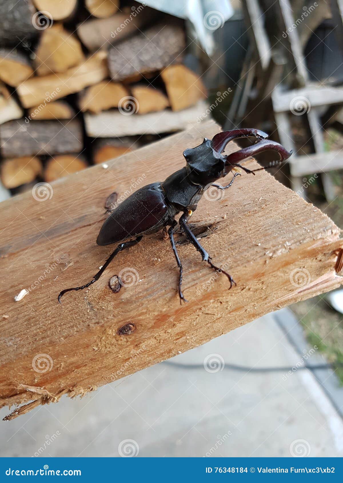 cervo volante nero - black stag beetle