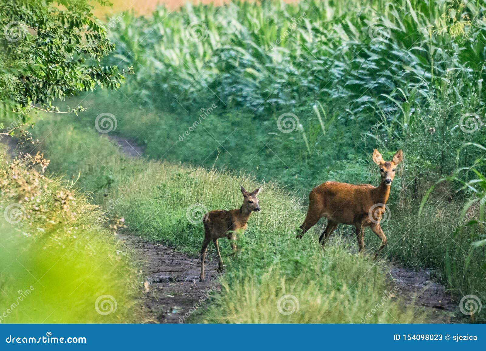 Corça na floresta de abetos capreolus capreolus corça selvagem na natureza