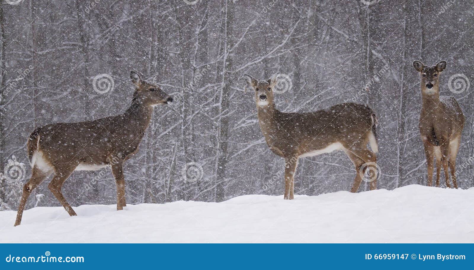 Cervos na neve. Os cervos de Whitetail estão alertas na borda da floresta, durante a tempestade de neve Inverno em Wisconsin