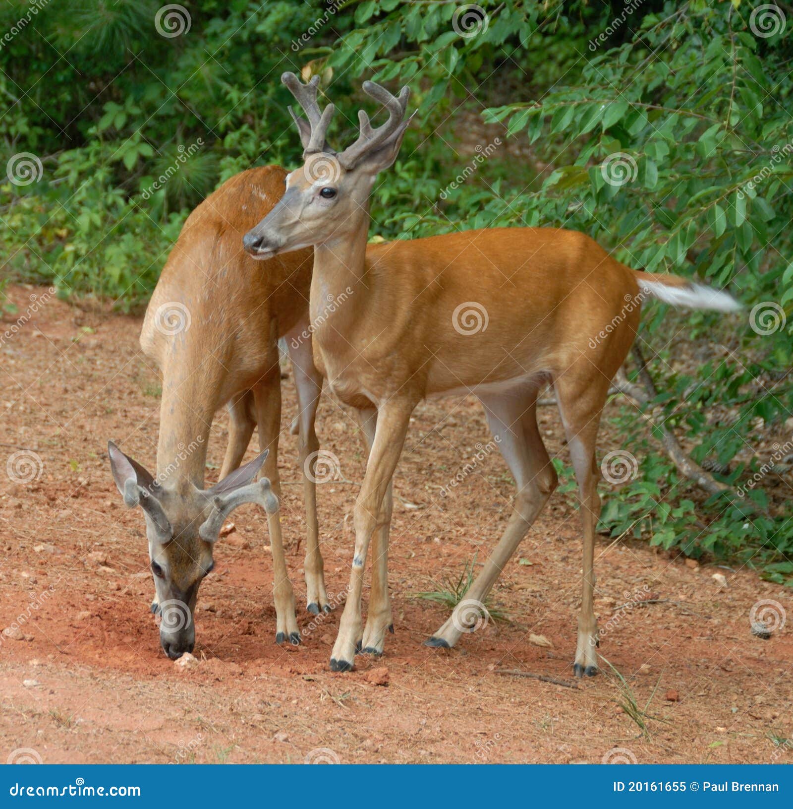 Jovem corça foto de stock. Imagem de animal, selvagem - 29232578