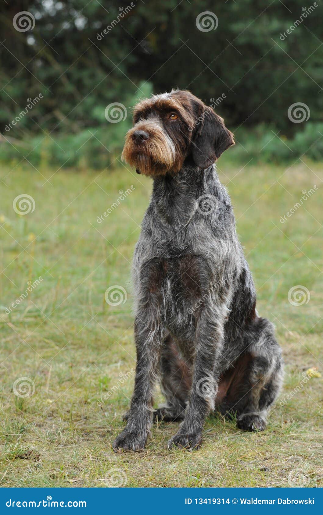 Cesky Fousek. Retrato do cão do fousek de Cesky no jardim