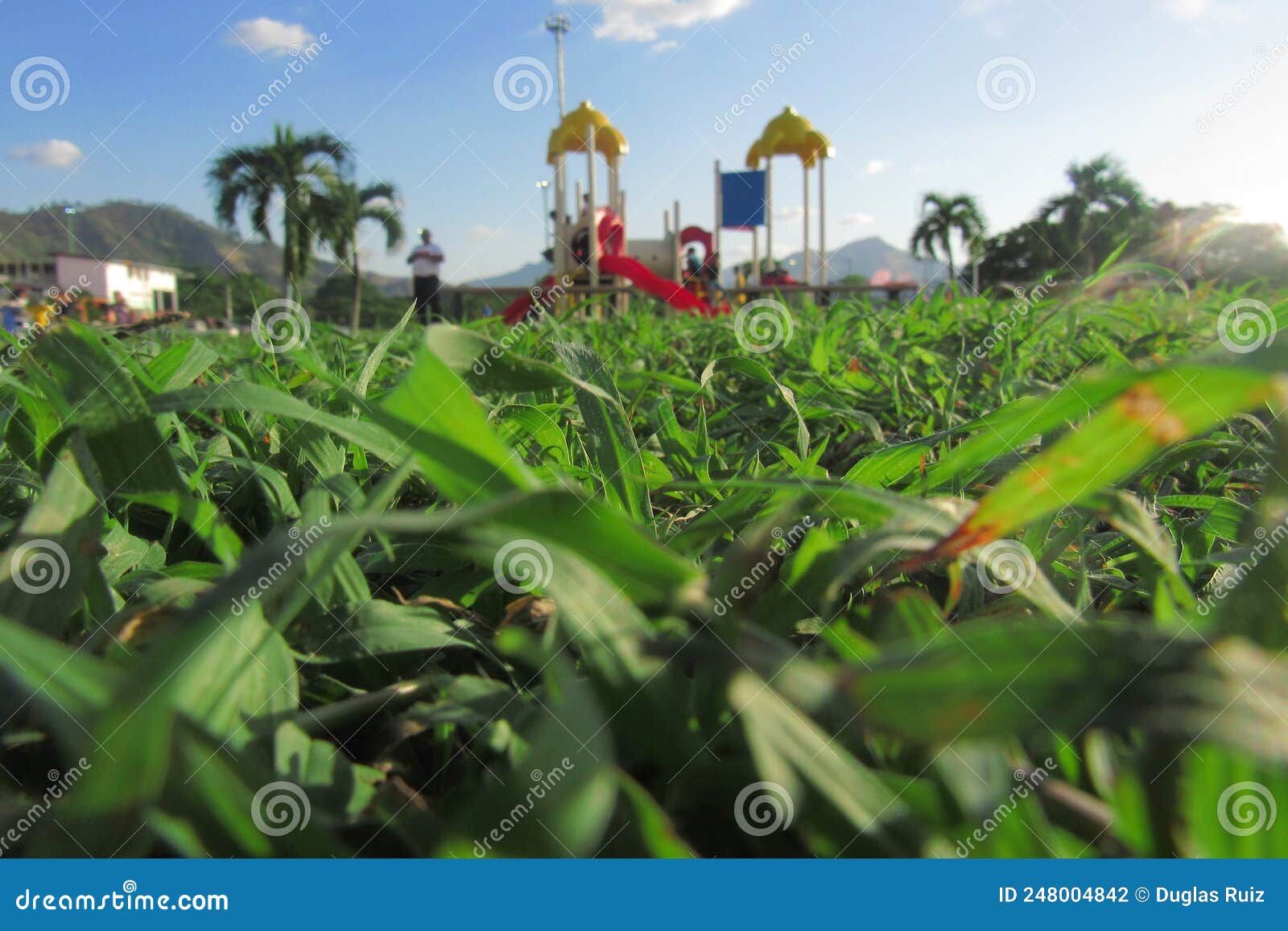 green grass in summer time and in its background a playground