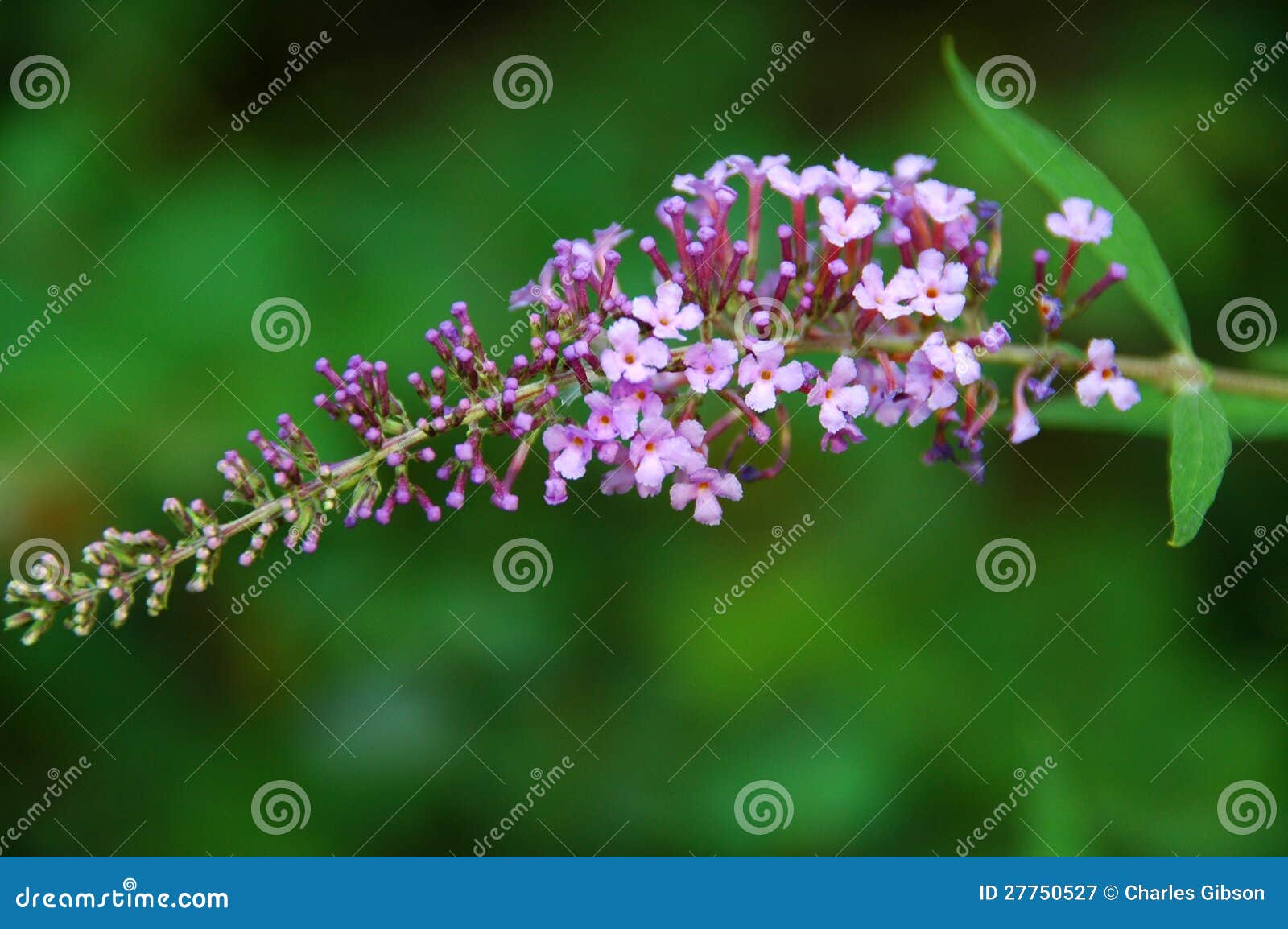 Vivaio Di Castelletto - Buddleia Davidii Royal Red 'Albero Delle - Foto 8