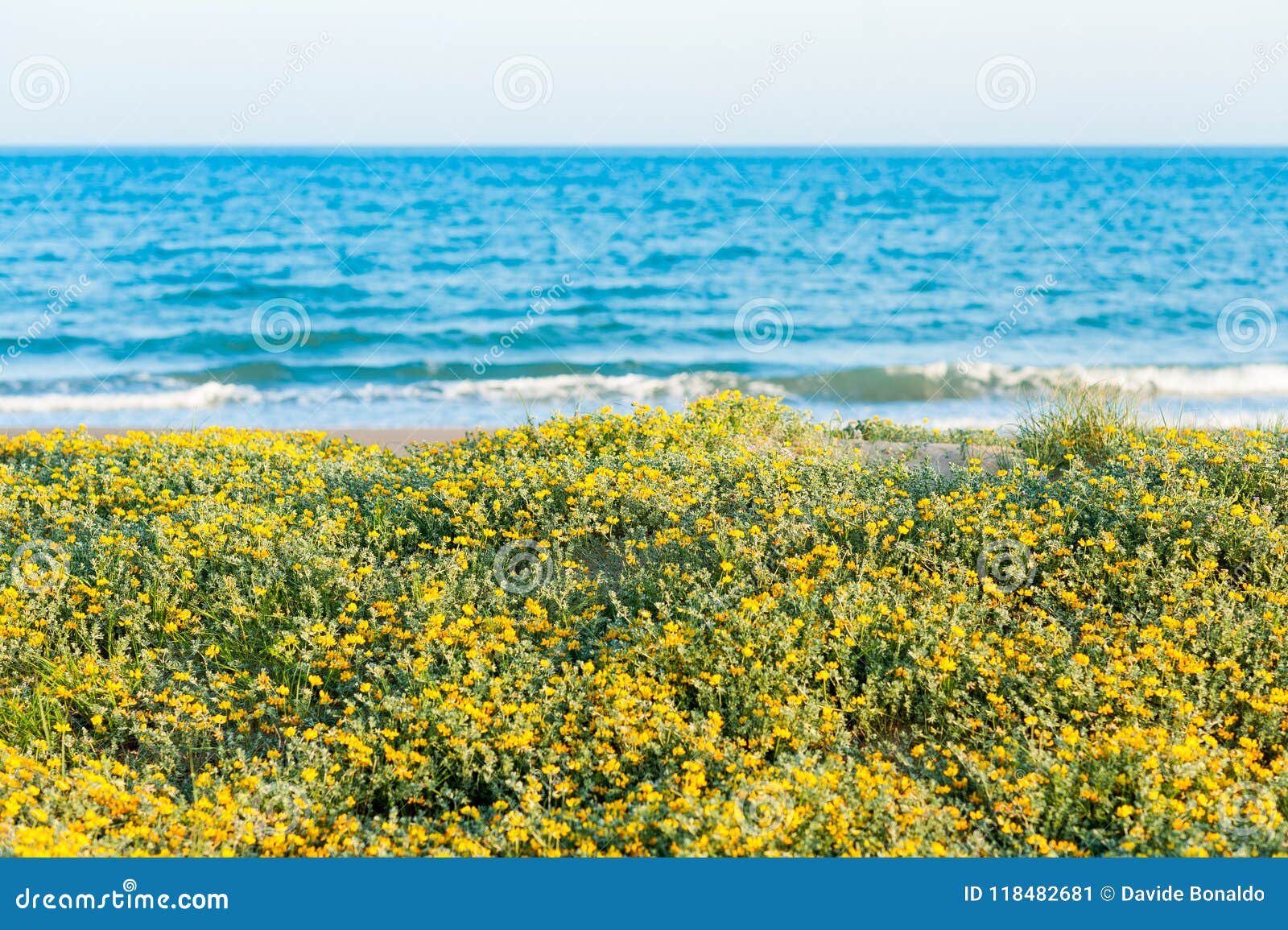 Cespuglio Giallo Dei Fiori Davanti Alla Spiaggia Del Mar Mediterraneo In Spagna Durante Il Giorno Di Estate Immagine Stock Immagine Di Esterno Nessuno 118482681