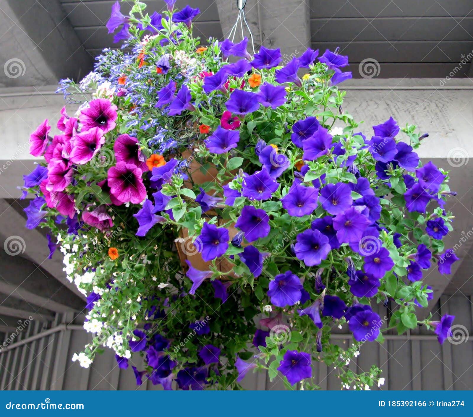 Cesta Colgante Llena De Petunias Rosas Azules Y Flores De Lobelia. Foto de archivo - Imagen de belleza, casa: 185392166