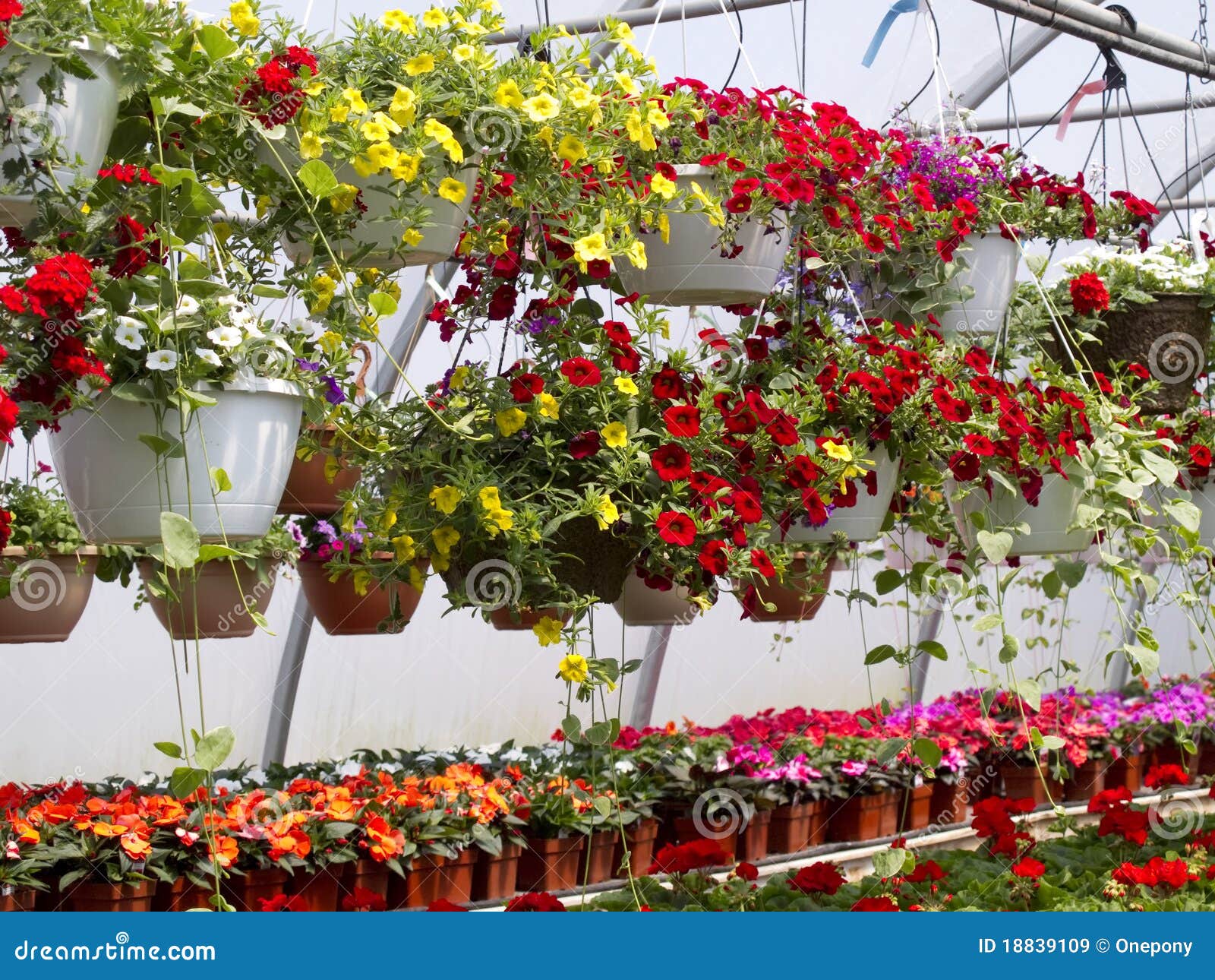 Cestas De Flor Imagen de archivo Imagen de crecimiento, planta: