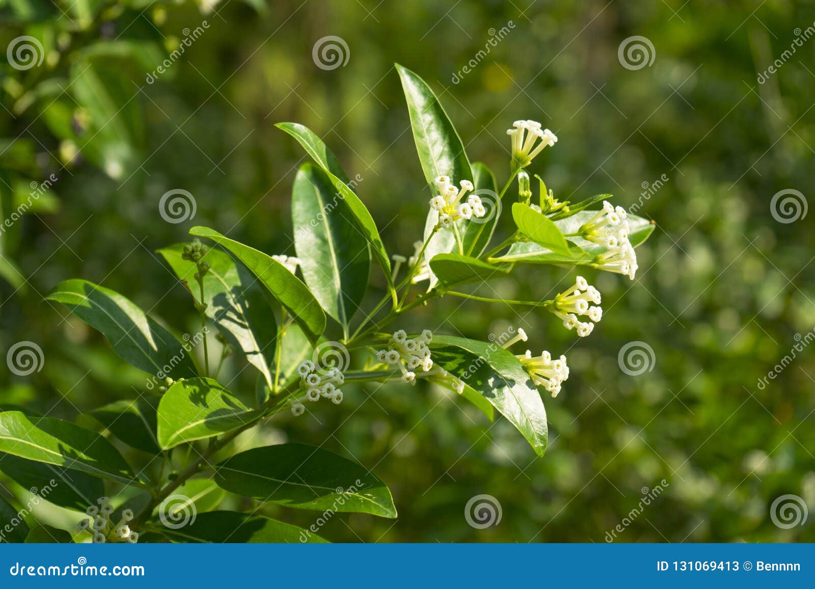 Cestrum Diurnum With White Flowers In Nature Stock Image Image Of Background Green Cestrum Diurnum With White Flowers In Nature Stock Image Image Of Background Green