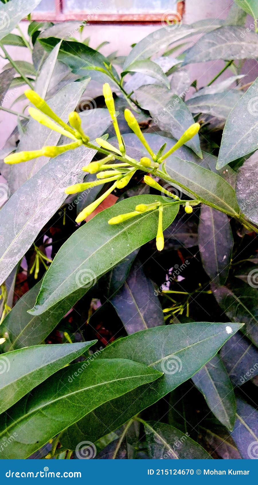 Dama-da-noite - Cestrum nocturnum 