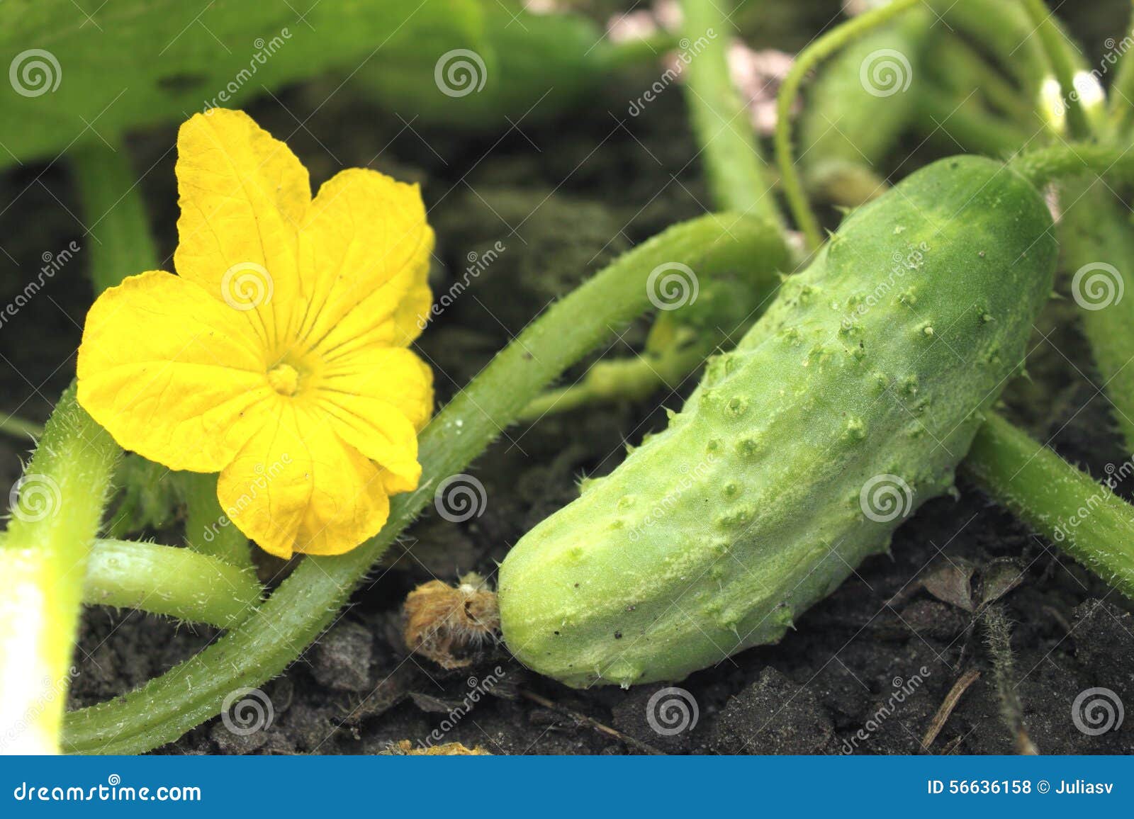 Cetriolo crescente nel giardino. Cetriolo crescente nel primo piano del giardino