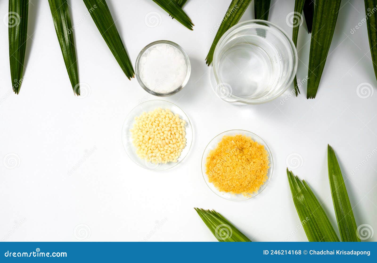 Organic Candelilla Wax in Chemical Watch Glass, Yellow cosmetic color (oil)  and broadleaf lady palm leaf on wooden background. (Top View Stock Photo -  Alamy