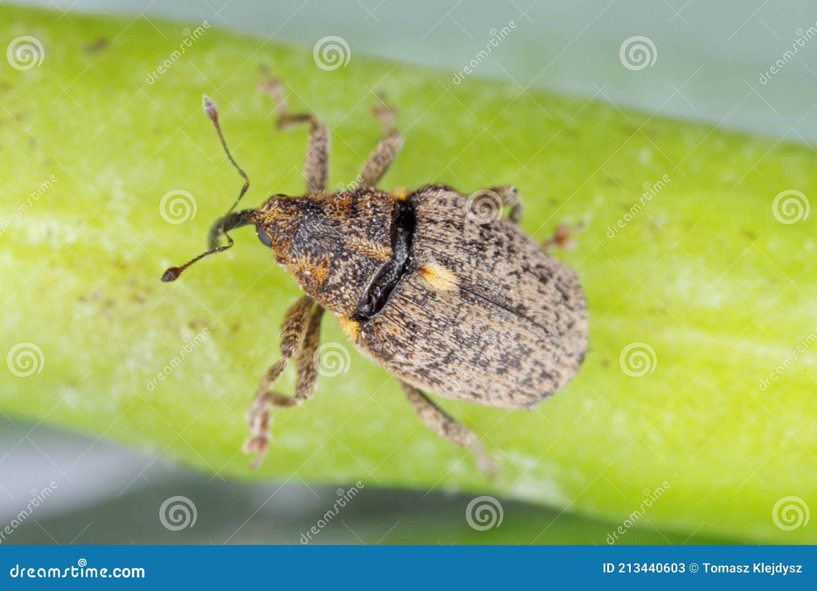 ceutorhynchus pallidactylus formerly quadridens - cabbage stem weevil