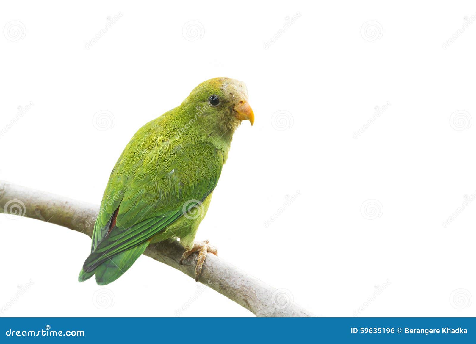Ceylon HangingParrot in Ella, Sri Lanka Stock Photo Image of