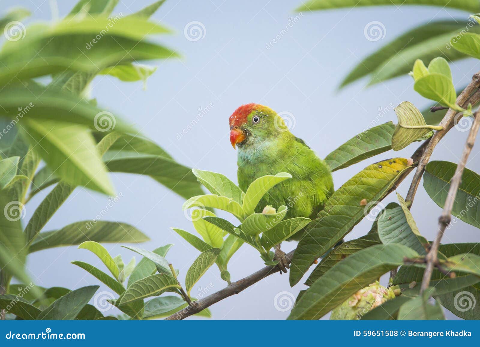 Ceylon HangingParrot in Ella, Sri Lanka Stock Photo Image of lanka