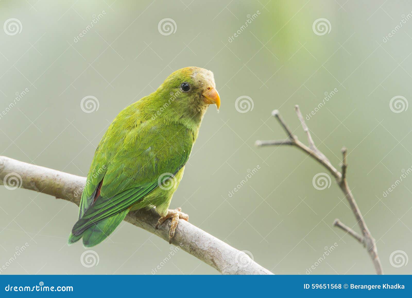 Ceylon HangingParrot in Ella, Sri Lanka Stock Photo Image of exotic