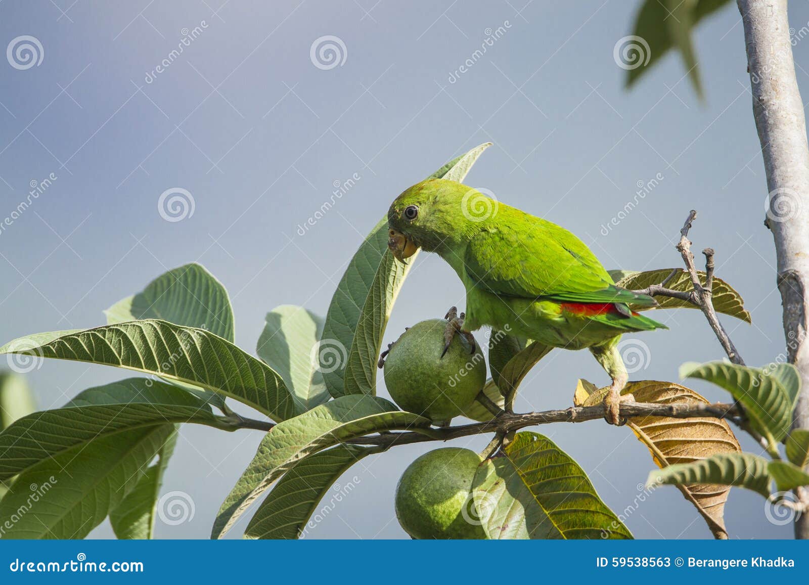 Ceylon HangingParrot in Ella, Sri Lanka Stock Image Image of