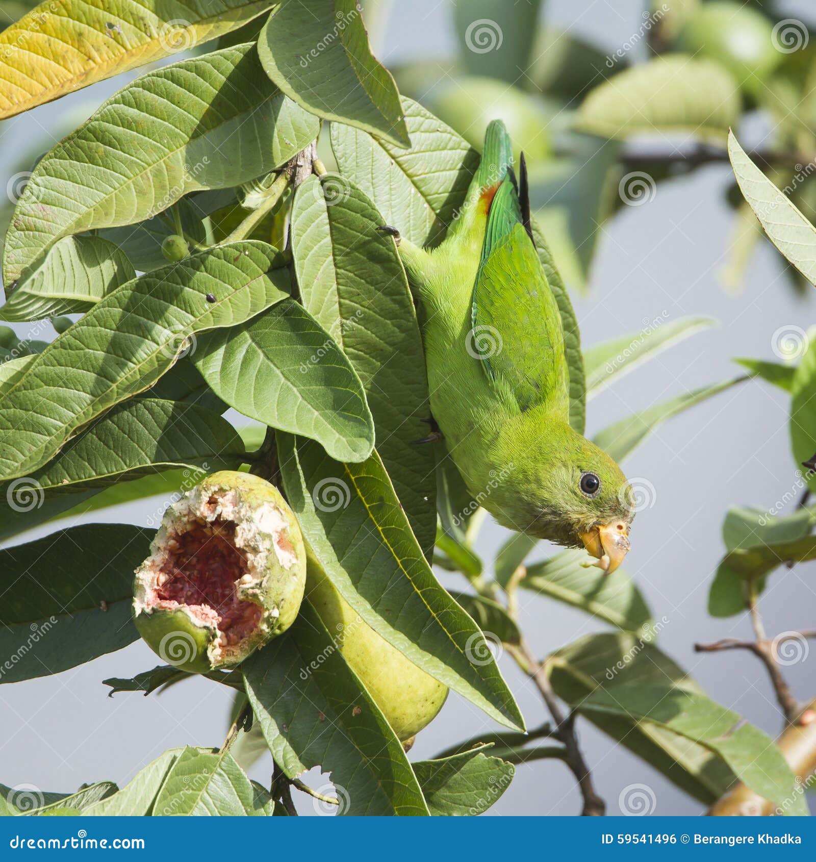 Ceylon HangingParrot in Ella, Sri Lanka Stock Photo Image of wild