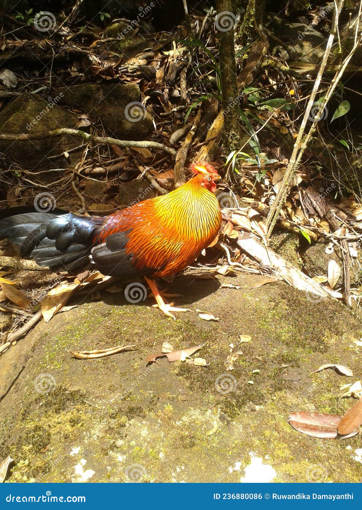 the ceylon jungle fowl(gallus lafayetii)