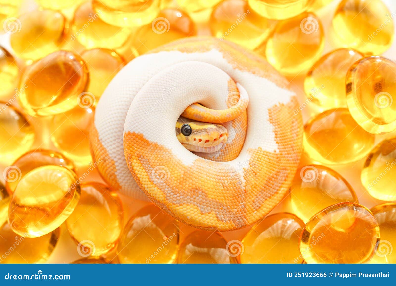 banana pied ball python snake