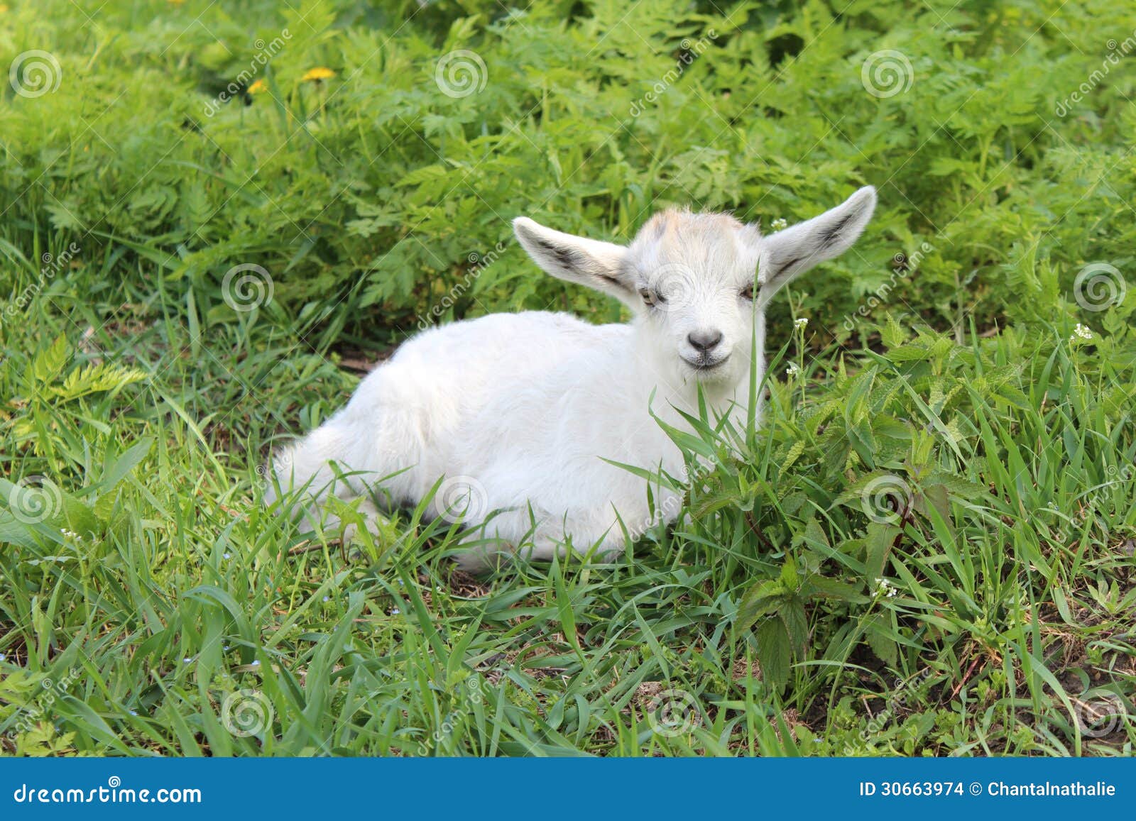 Chevre Blanche De Bebe Photo Stock Image Du Ete Drole Chevre Blanche De Bebe Photo Stock Image Du Ete Drole