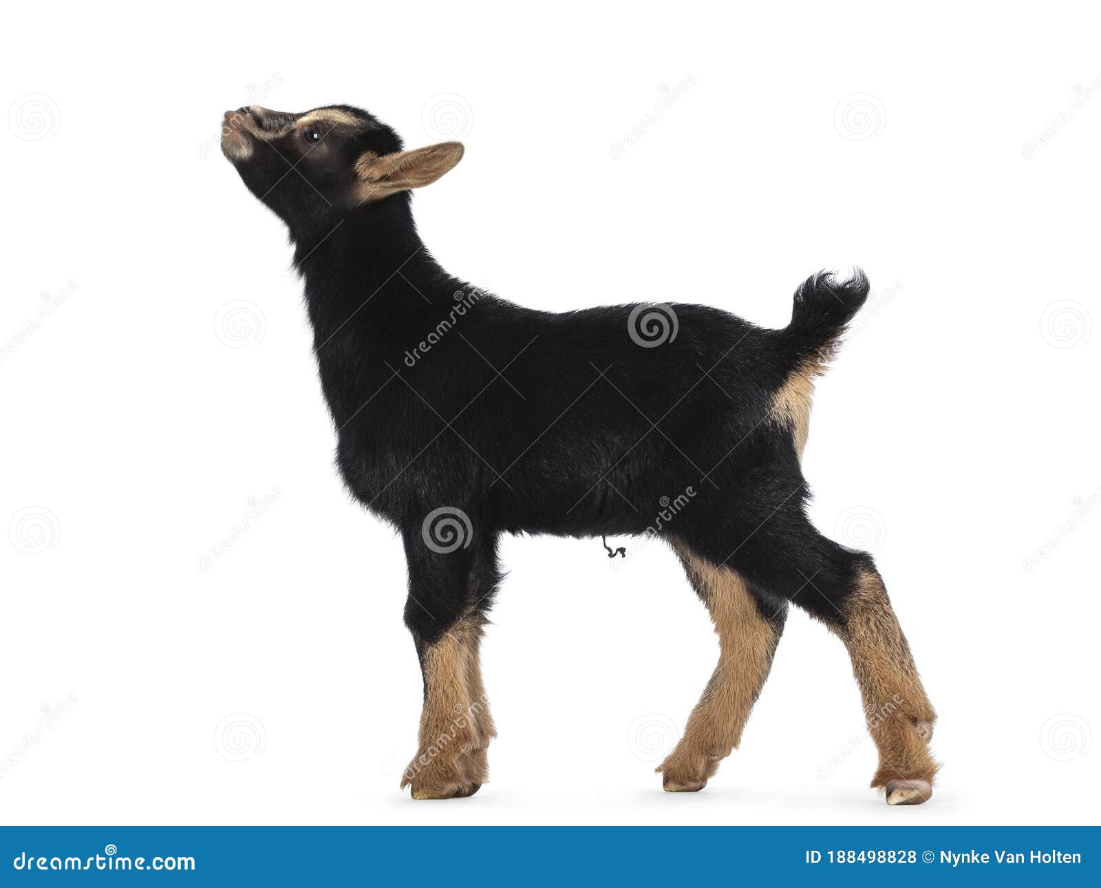 Chevre Brune Noire De Bebe Sur Le Fond Blanc Photo Stock Image Du Cheri Brun 149