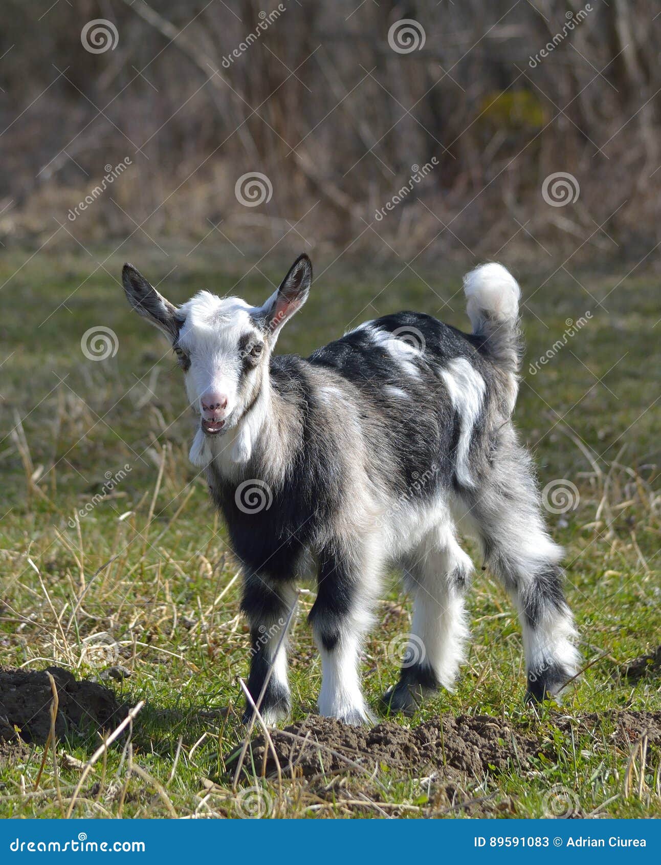 Chevre Mignonne De Bebe Image Stock Image Du Domestique 5910