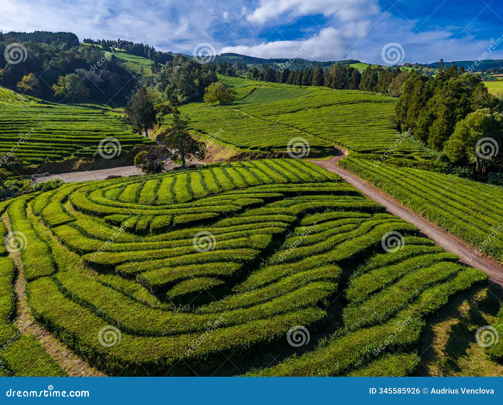 cha gorreana tea plantation in sao miguel, azores, portugal. aerial drone view