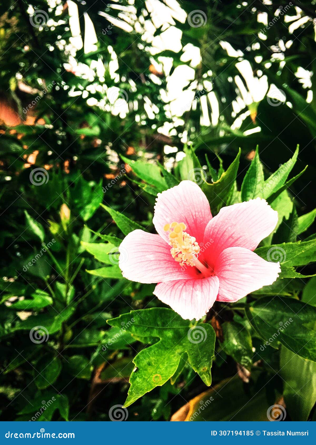 chaba flower in the back garden
