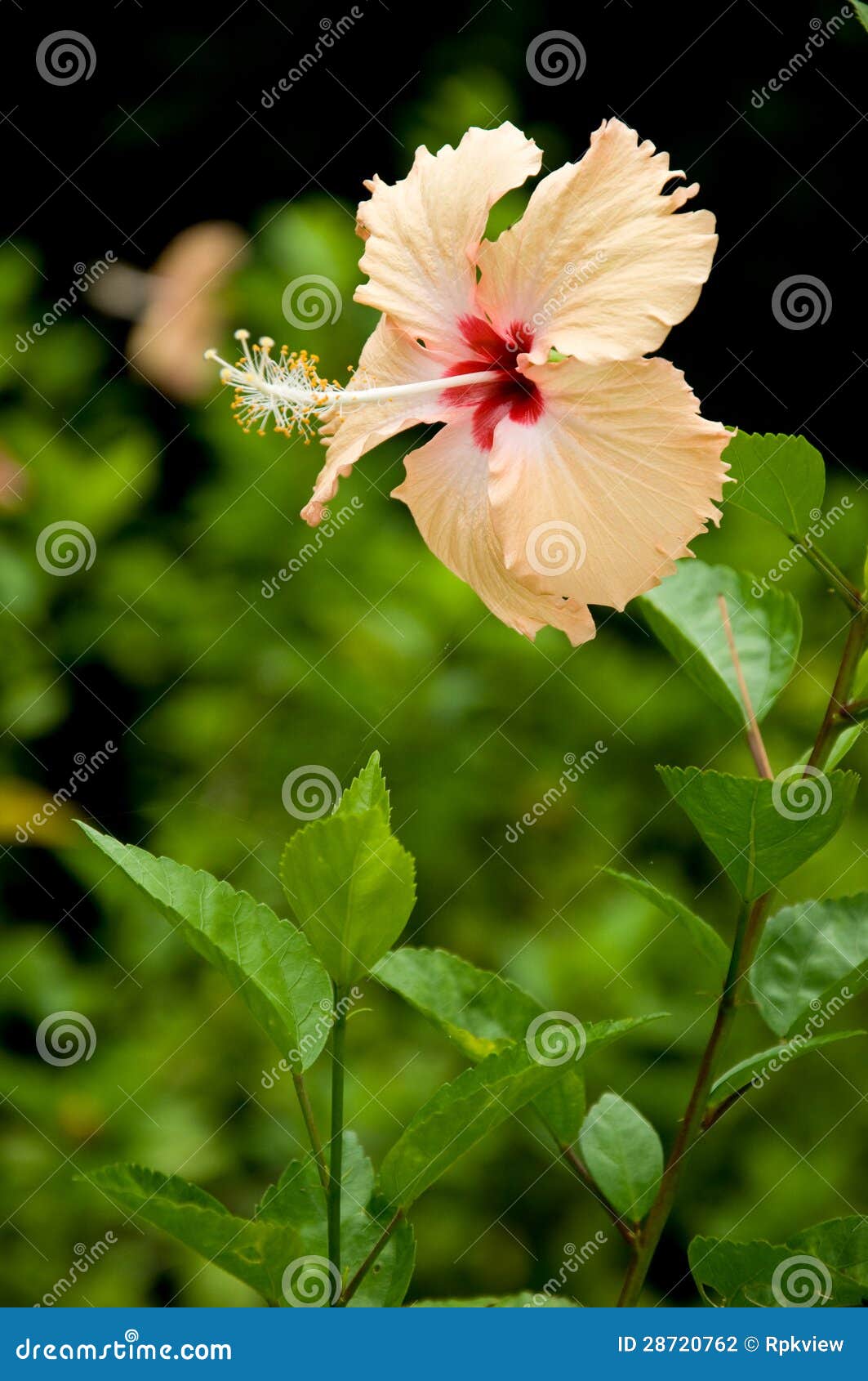 chaba, hibiscus flower