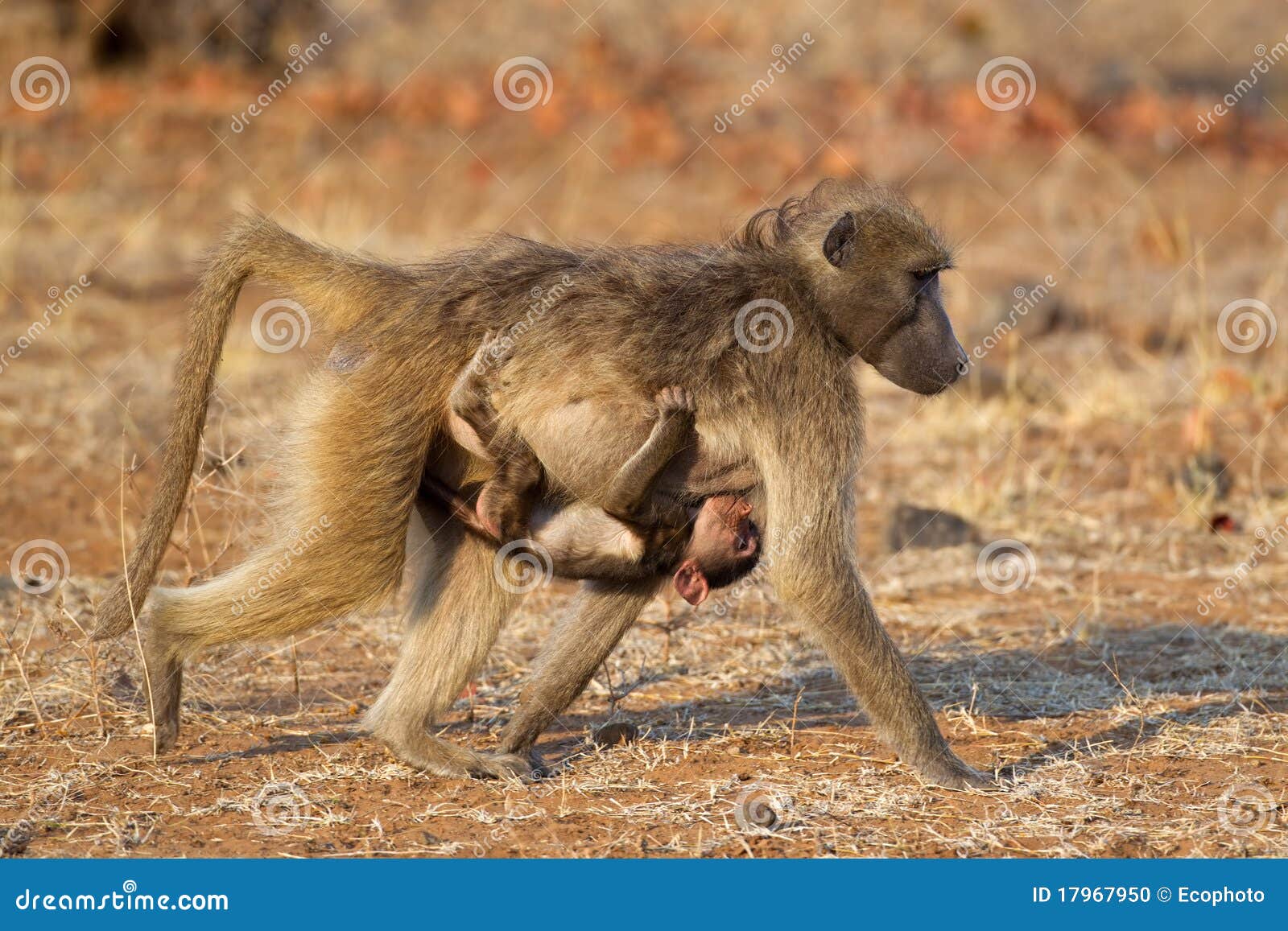 chacma baboon with baby