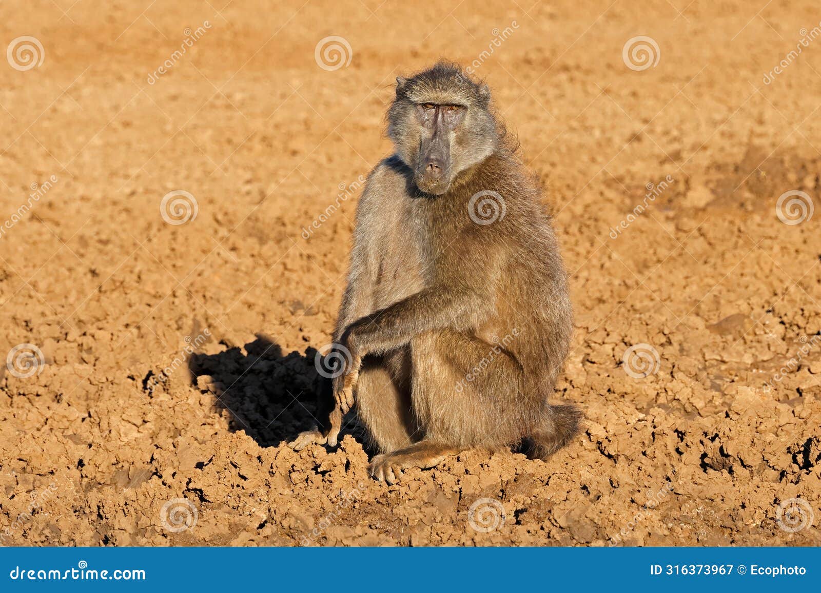 a male chacma baboon in natural habitat, mokala national park, south africa