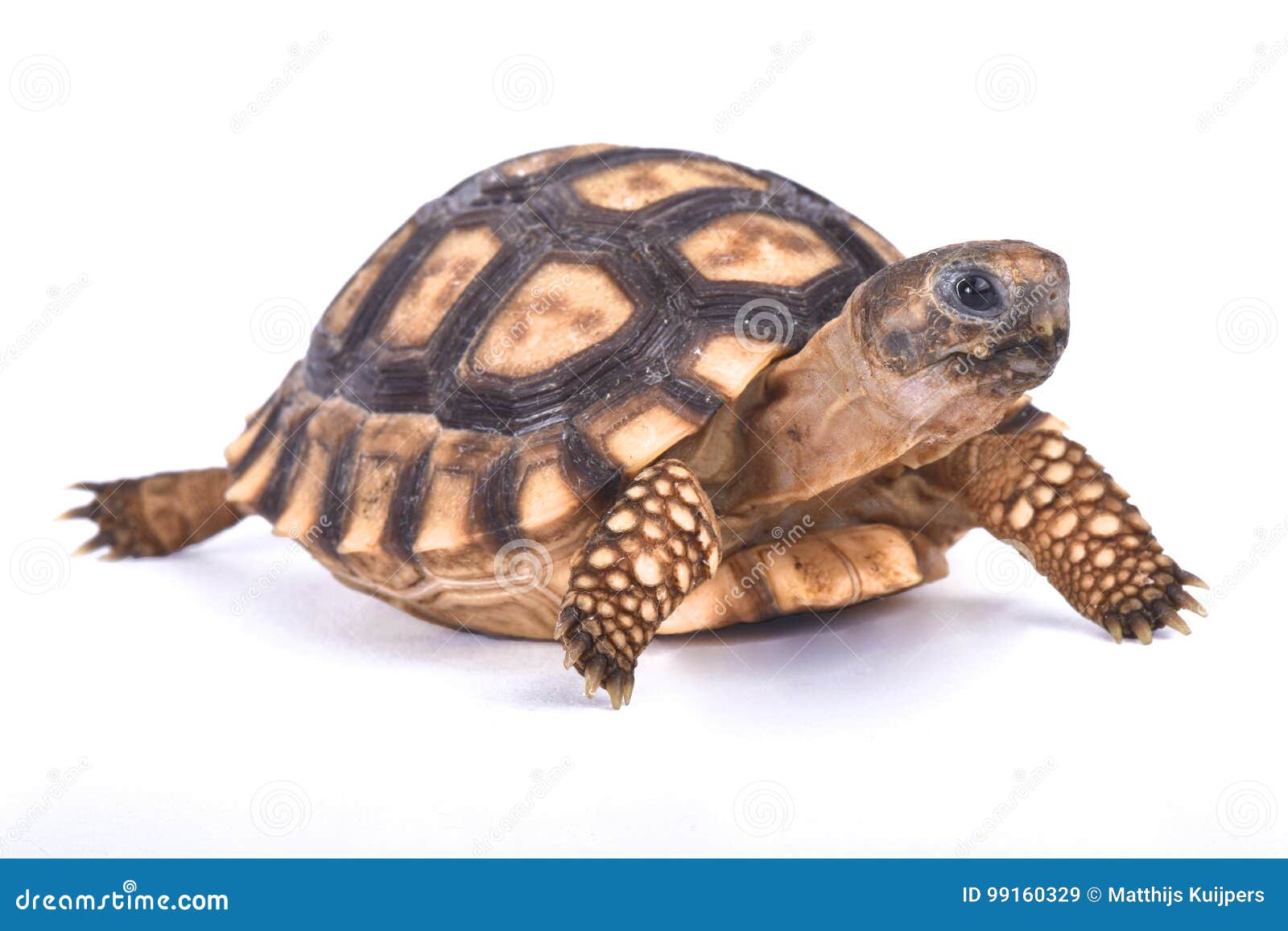 chaco tortoise, chelonoidis chilensis