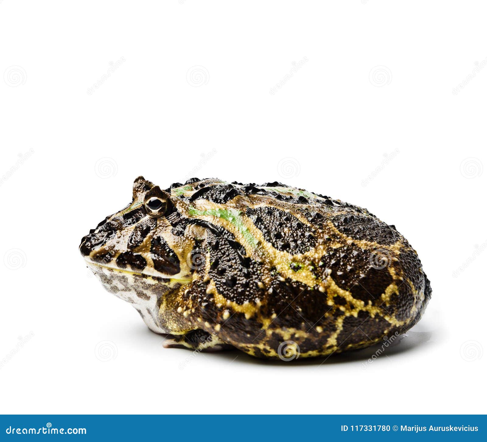 chacoan horned frog. ceratophrys cranwelli.